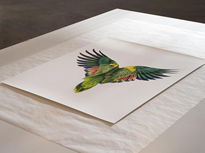 A single edition of a parrot photographed from behind.