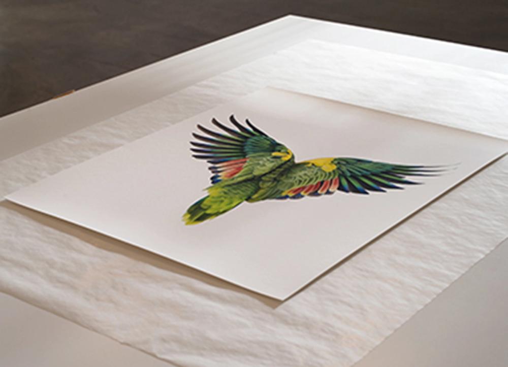 A single edition of a parrot photographed from behind.