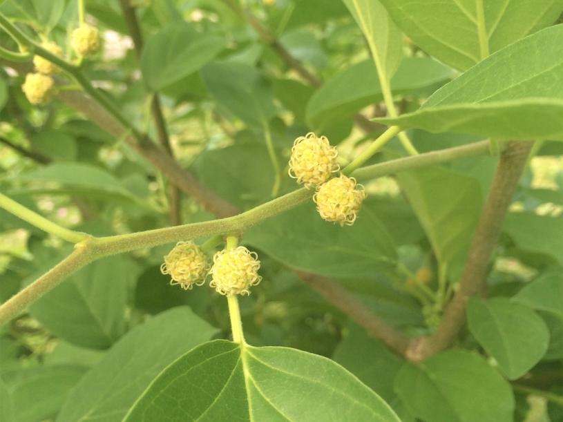 Che flowers at the Hortus Arboretum and Botanical Gardens. (Courtesy Chelsea Green Publishing)