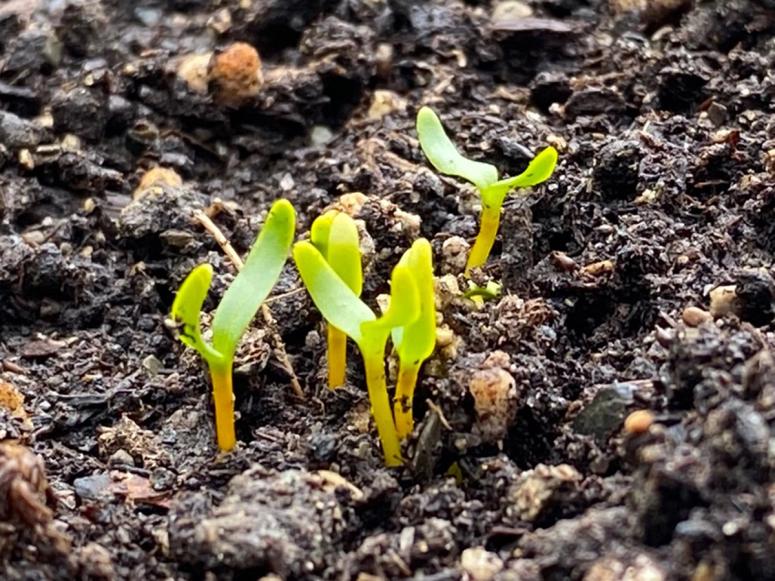 Small green sprouts emerging from wet soil.