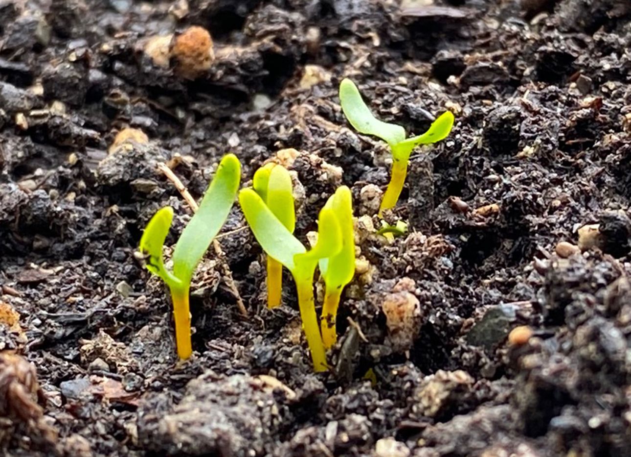 Small green sprouts emerging from wet soil.