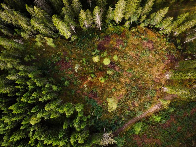 The Future Library Forest. (Photo: Rio Gandara. Courtesy Helsingin Sanomat)