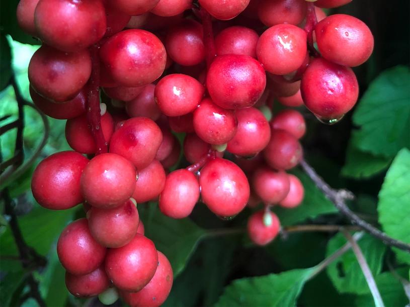 Schisandra fruits at the Hortus Arboretum and Botanical Gardens. (Courtesy Chelsea Green Publishing)