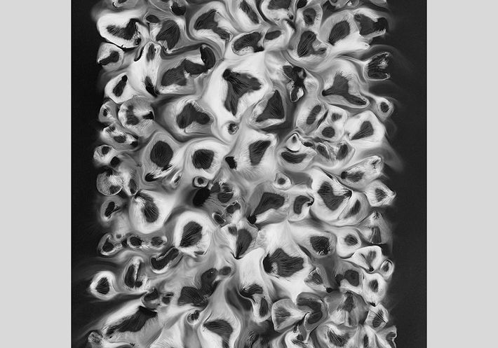 An Adam Fuss fungus photogram.