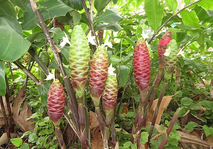 Awapuhi plant