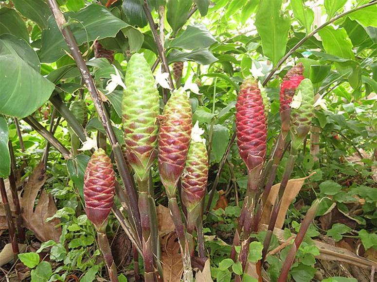 Awapuhi plant