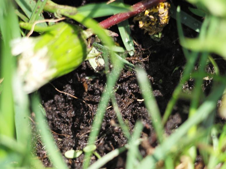 Rain soaked soil seen through a tangle of grass and plants.