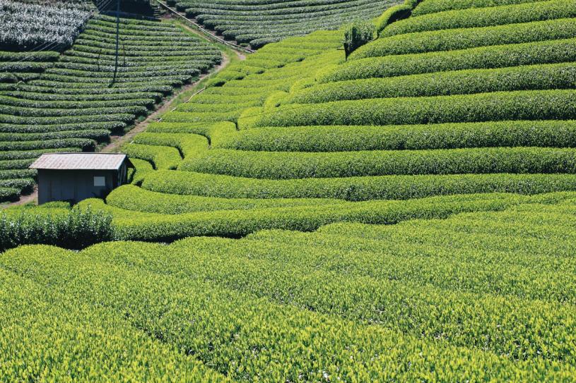 Courtesy Princeton Architectural Press