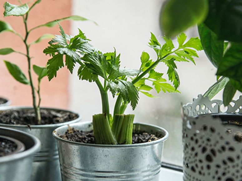 Green celery growing in a metal pail.