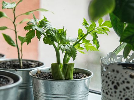 Green celery growing in a metal pail.