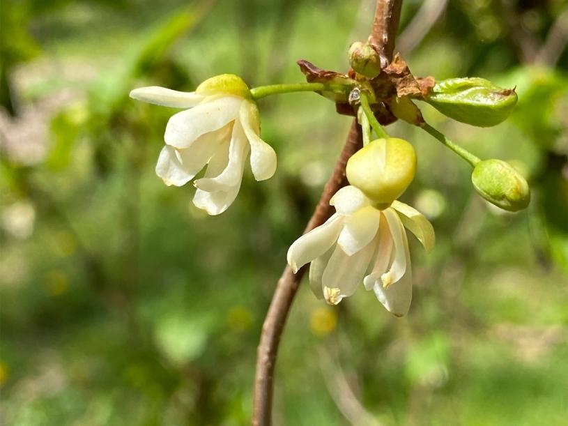 Schisandra flowers at the Hortus Arboretum and Botanical Gardens. (Courtesy Chelsea Green Publishing)