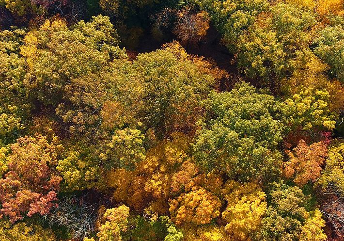 Autumn trees viewed from above.