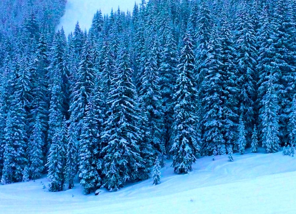 A forest of pine trees in the snow on a mountain.