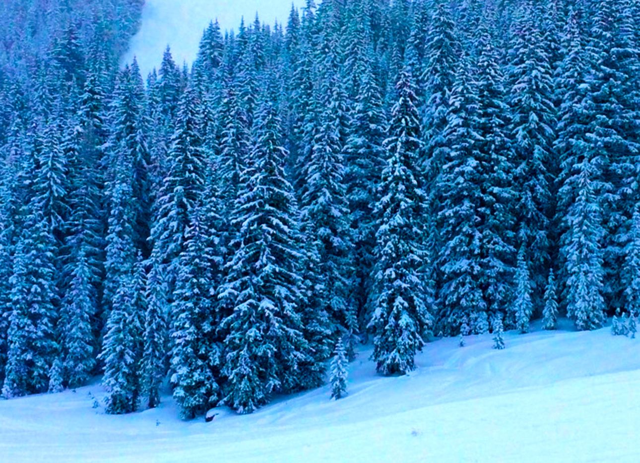 A forest of pine trees in the snow on a mountain.