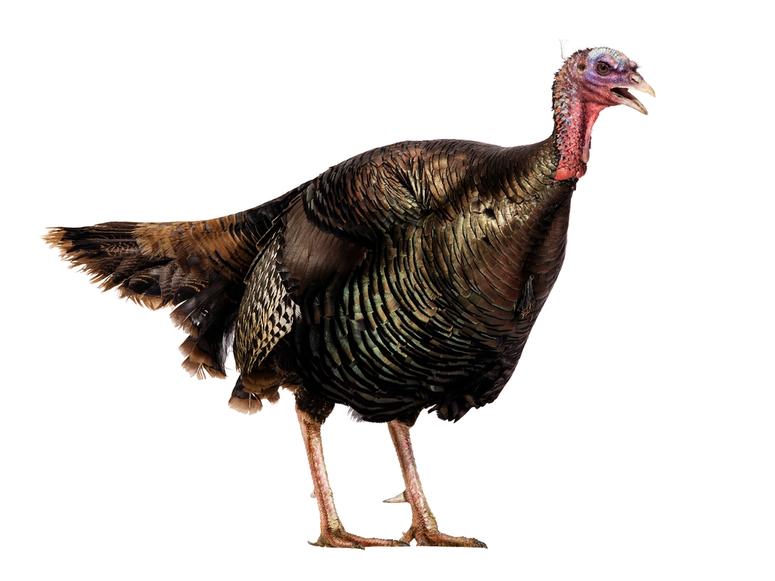 A live turkey on a white background.