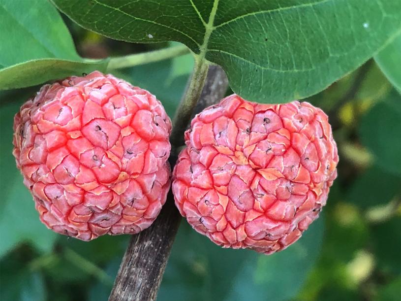Che fruits at the Hortus Arboretum and Botanical Gardens. (Courtesy Chelsea Green Publishing)