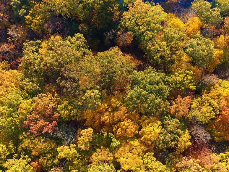 Autumn trees viewed from above.