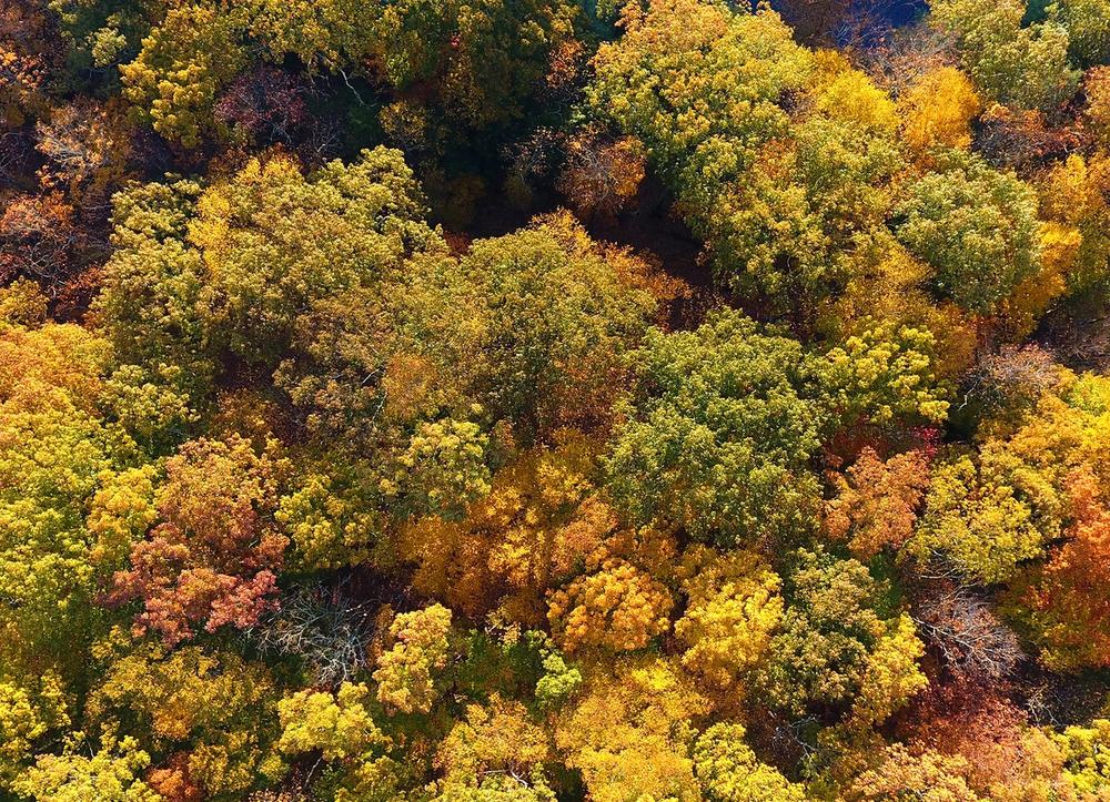 Autumn trees viewed from above.