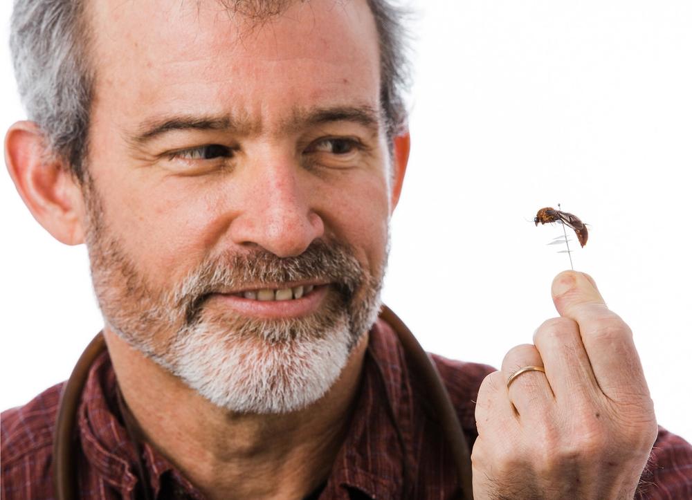 Dr. Brian Fisher smiling and examining a pinned wasp.