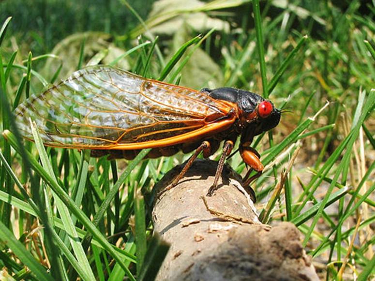 A Brood X cicada on a log, surrounded by grass.