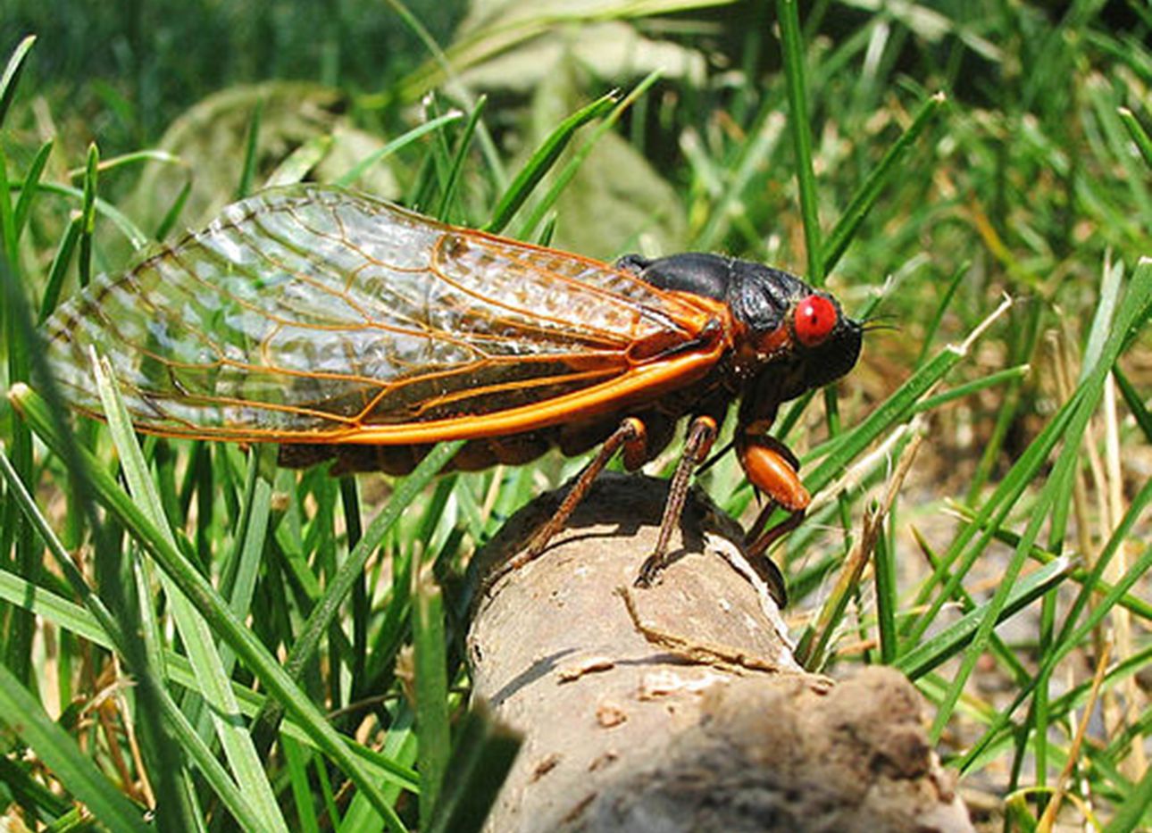 A Brood X cicada on a log, surrounded by grass.