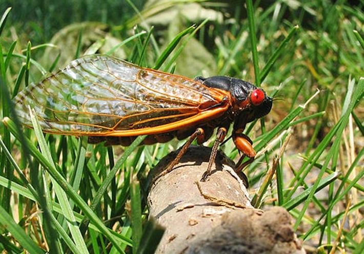 The Shrill Mating Songs of Billions of Cicadas Will Soon Fill the Air