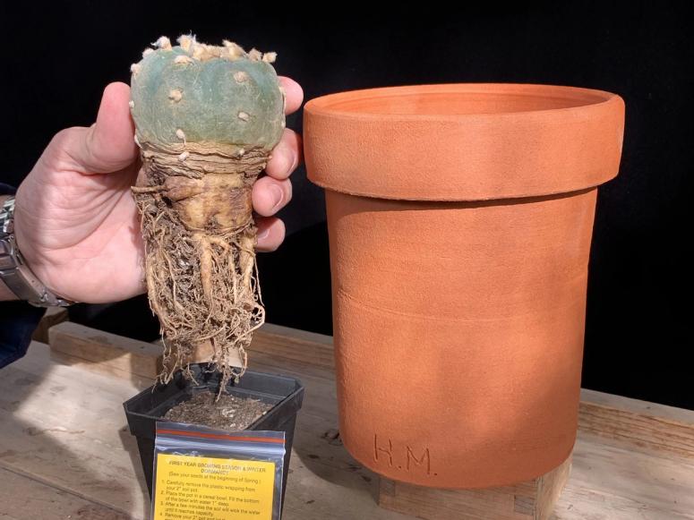 A hand holding a small button cactus next to a pot.