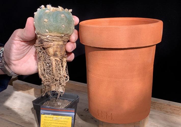 A hand holding a small button cactus next to a pot.