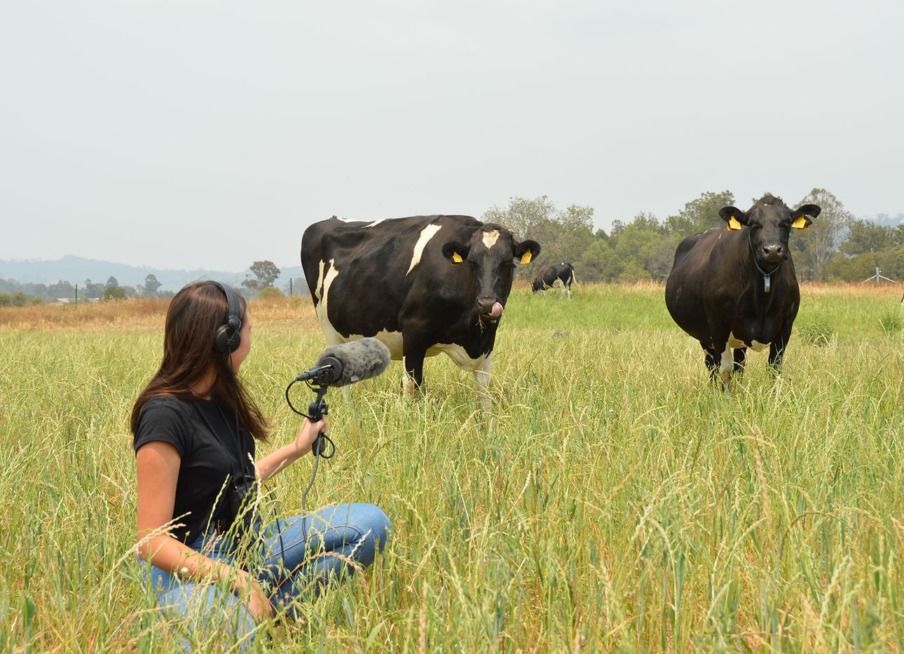 A woman in a field records audio of two large cows.