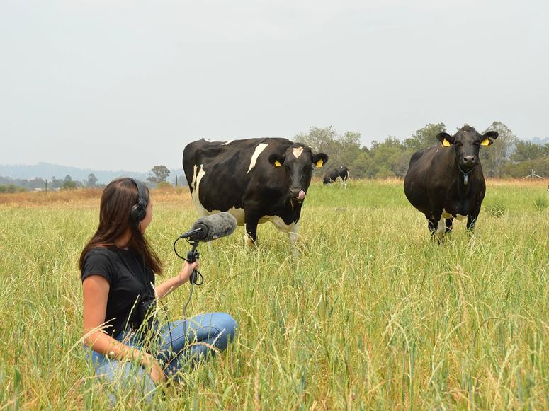 A woman in a field records audio of two large cows.