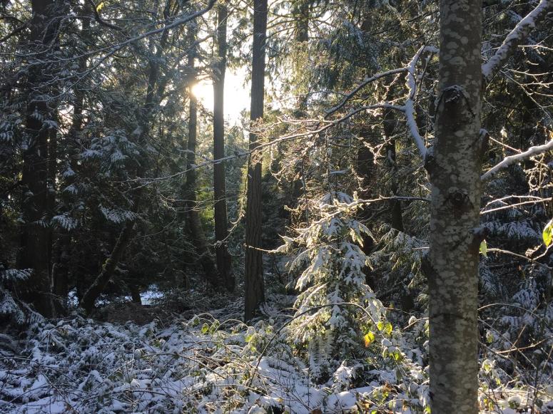 A forest in winter, with snow in evergreen branches and bushes.