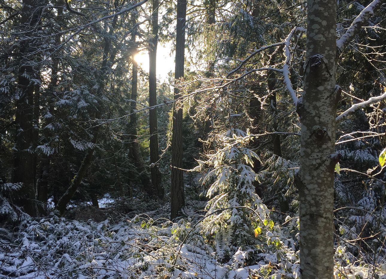 A forest in winter, with snow in evergreen branches and bushes.