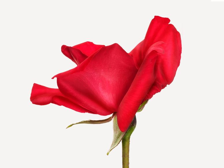 A single red rose on a white background.