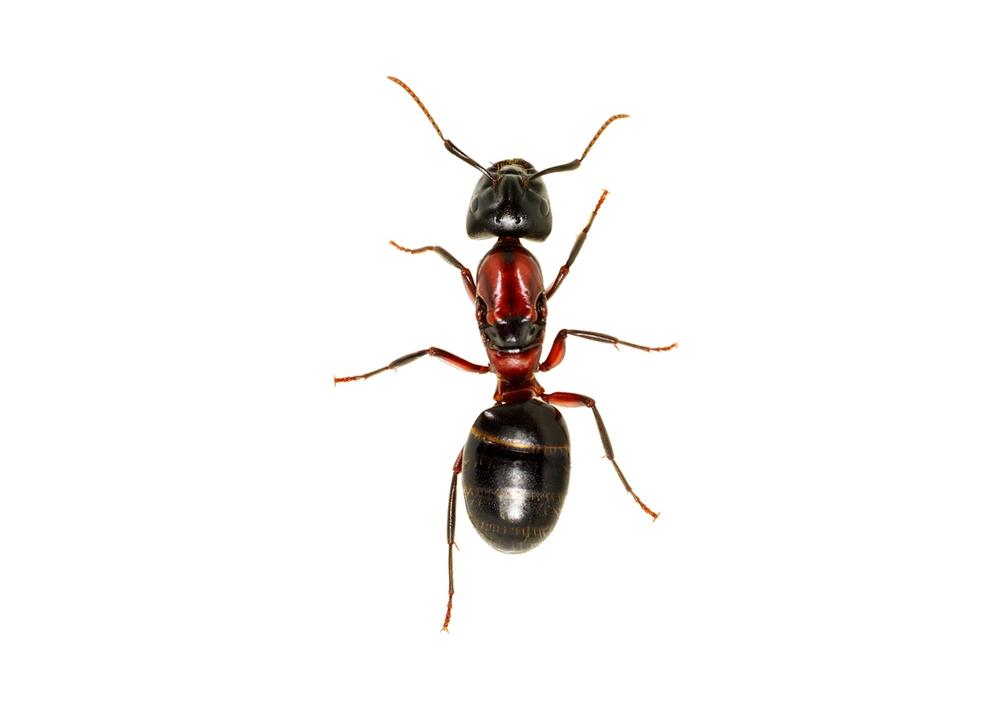 A brown ant on a white background
