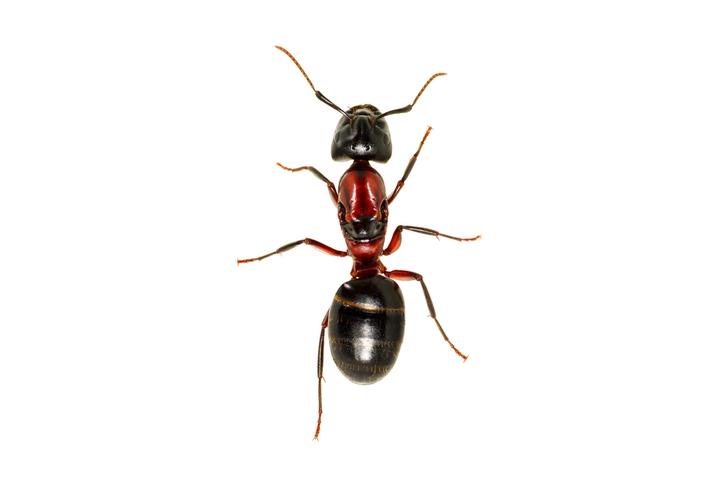 The Sophisticated, Scent-Centric Language of Ants