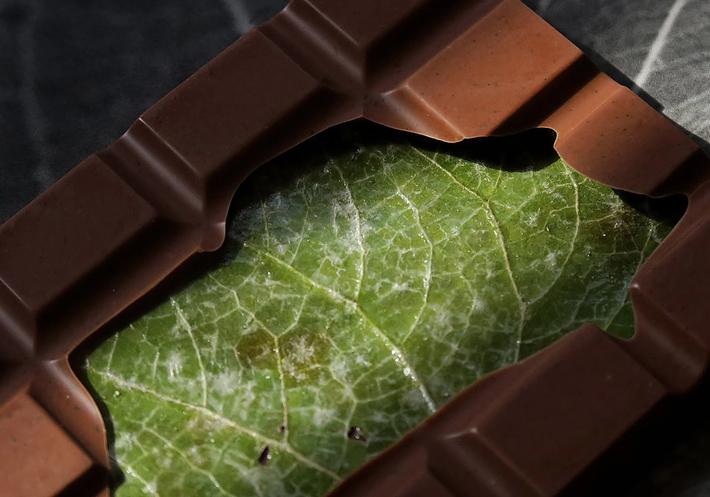 Has Casa Bosques Created the Most Incredible Chocolate Bar Ever?