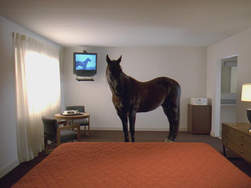 Doug Aitken, “Migration (Empire)” (2008). (Courtesy the artist and the Rosenkranz Collection)