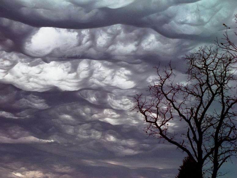 Rolling clouds above a tree. 