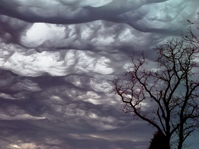 Rolling clouds above a tree.