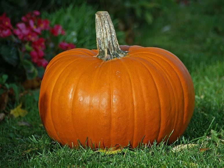 A big, orange pumpkin on a green lawn.