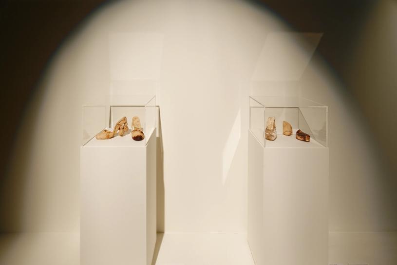 Installation image of “The Art of Mushrooms.” (Photo: André Delhaye. Courtesy the Serralves Museum.)