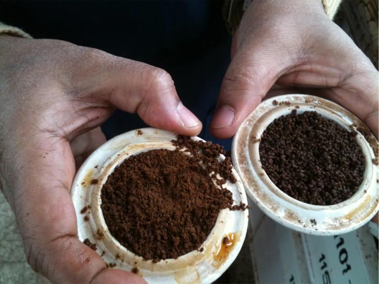 Two hands holding ground tea leaves in white cups.