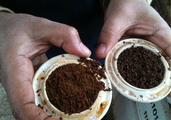 Two hands holding ground tea leaves in white cups.