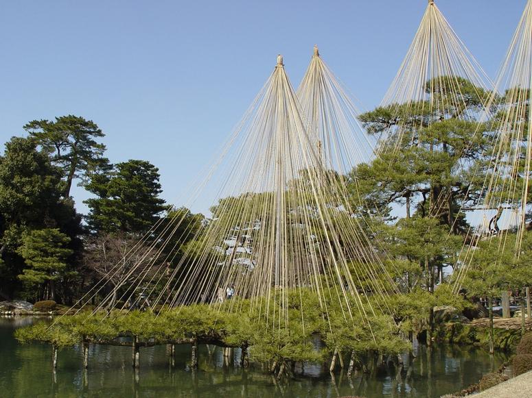 Trees with ropes supporting their branches