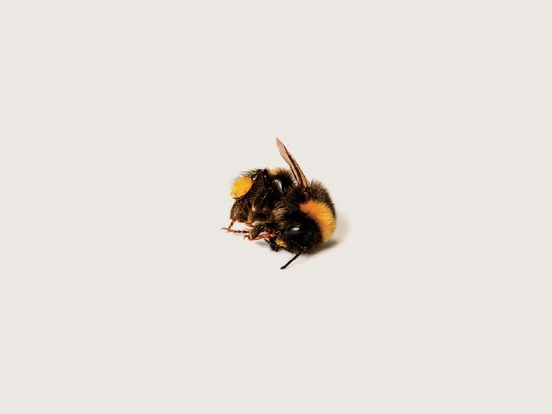 A dead bee on a white background.
