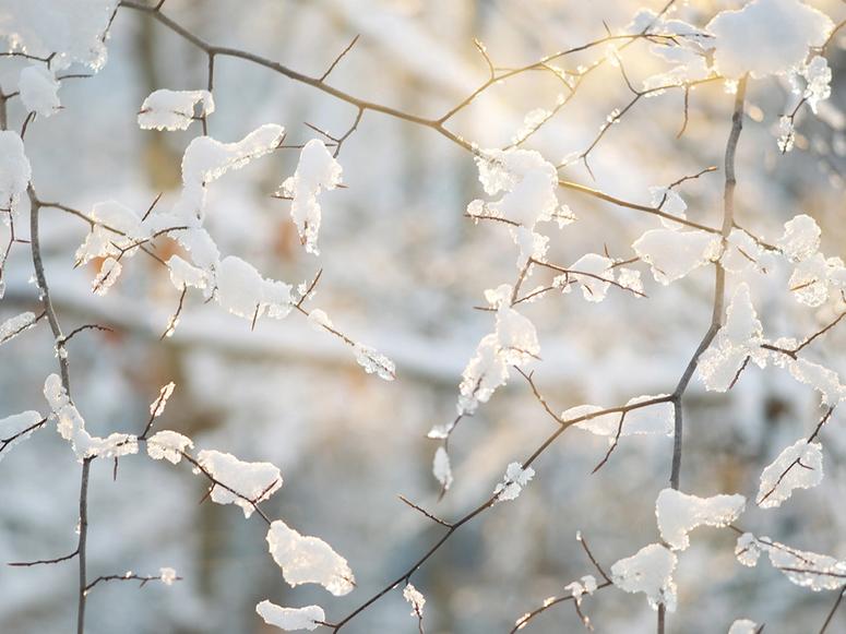 Snow caught in bare branches in sunlight.