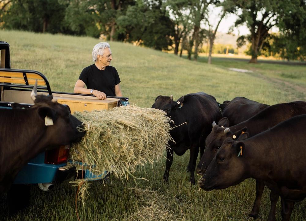 A man feeding cows hay in a field from the back of a truck