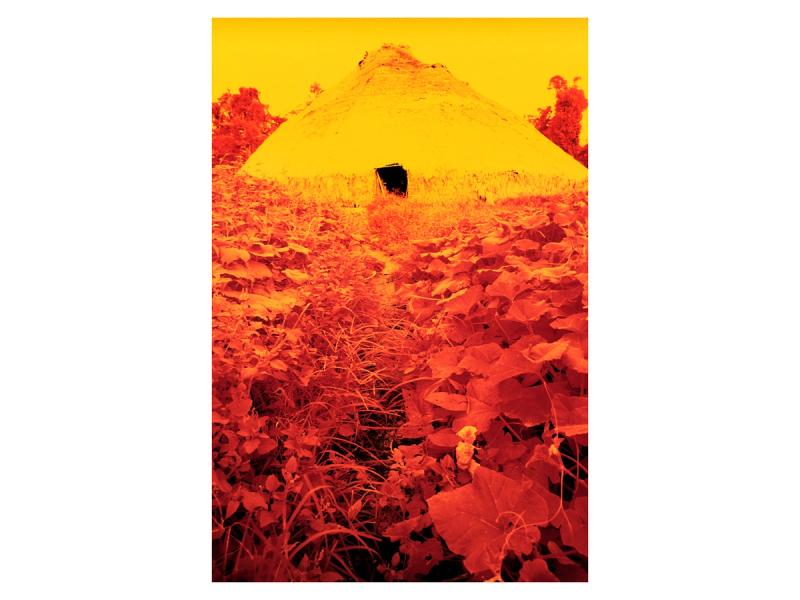 A collective house surrounded by sweet-potato leaves in the Catrimani region of Brazil,  photographed by Andujar in 1976. (Courtesy the artist)