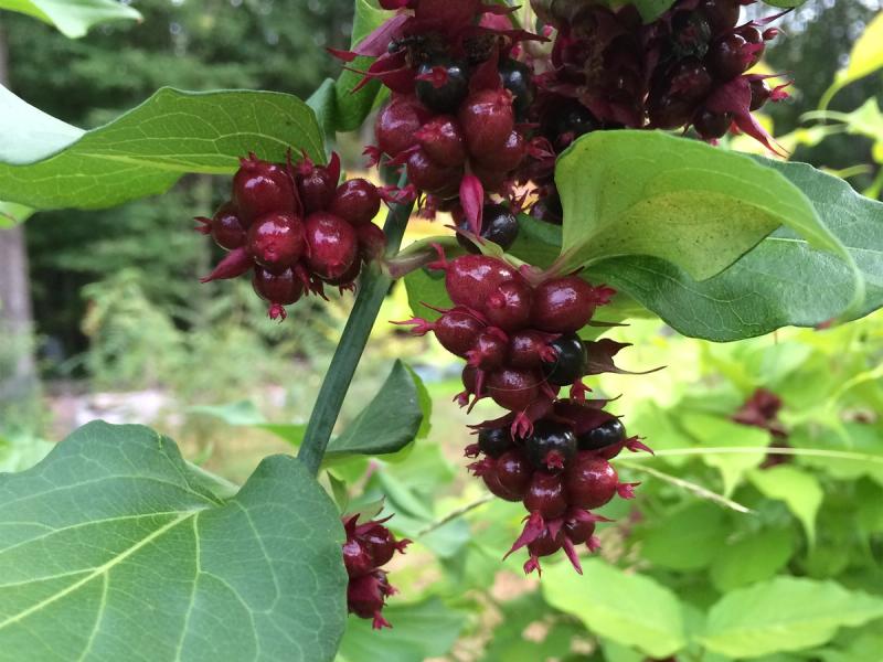Himalayan chocolate berry flowers at the Hortus Arboretum and Botanical Gardens. (Courtesy Chelsea Green Publishing)