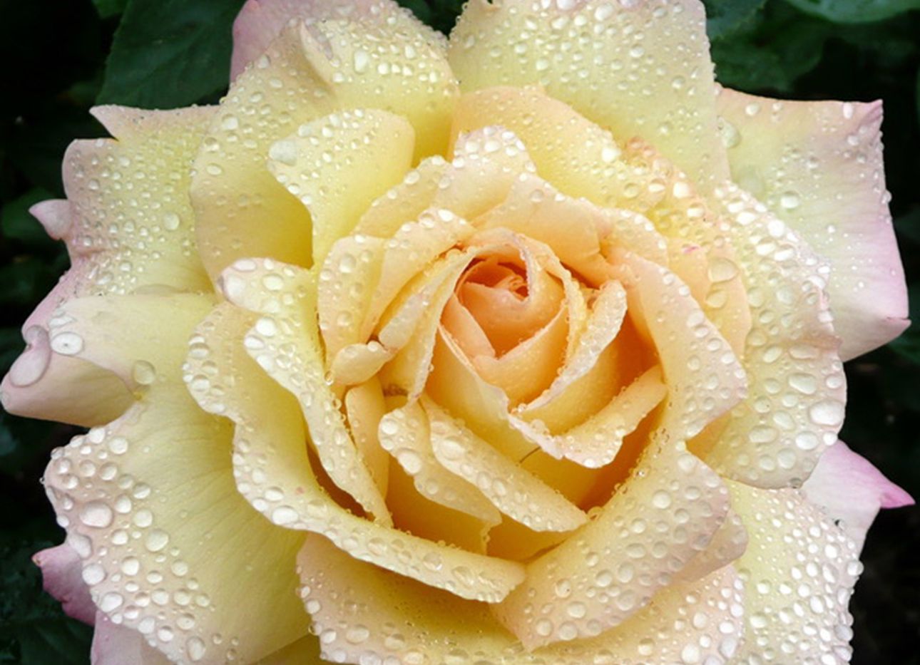 A dew-covered white and pink rose.